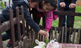 世界上最古老的鸭子 世界上最古老的鸭子