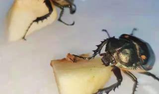 四川发现甲虫新物种 四川发现甲虫新物种