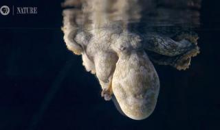 章鱼有多少个大脑 章鱼有多少个大脑