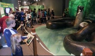 亚马逊巨蟒 亚马逊巨蟒