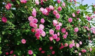 余生不再见 余生不再见