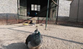 济南动物园门票多少钱 济南动物园门票多少钱