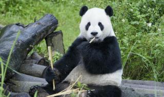 大熊猫团团不幸离世 大熊猫团团不幸离世